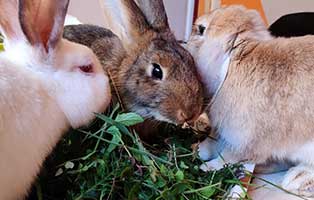 kaninchen bobo gluecklich vermittelt gruppe