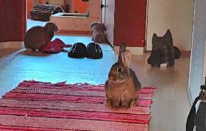 kaninchen bobo gluecklich vermittelt teppich