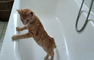 kater imo zuhause gefunden