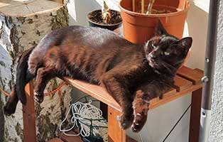 kater kalle gluecklich vermittelt