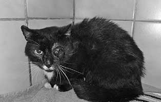 kater verletztes auge