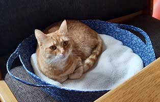 katze mausi gluecklich vermittelt korb