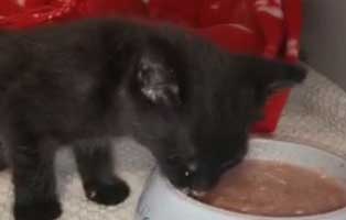 katze uk077 20 weiblich start ins leben