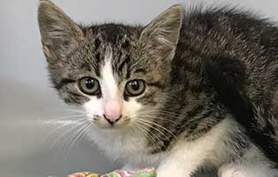 katzenbaby BK 172 20 männl