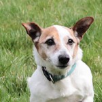 oskar01 patentier bueckeburg