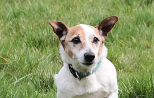 oskar01 patentier bueckeburg