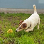 oskar02 patentier bueckeburg