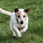 oskar03 patentier bueckeburg