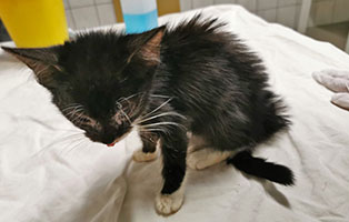 18 katzen unterernaehrt tierschutzliga dorf gescheckt