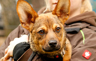 hund nathan staupe nachwirkung arm