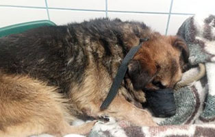 hund pozsi ungarn epilepsie