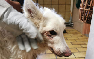 hund primas verwahrlost