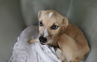 hund scratch polen aufnahmepatenschaft