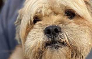 hund weiblich rumaenien anja