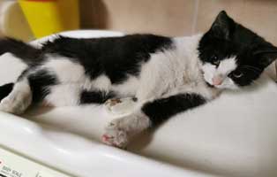 kater klausi gebrochenes bein waage