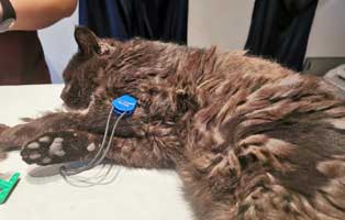 kater krank bein tumor tisch