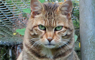 kater tumblebrutus OK003 20 patentier oberdinger moos