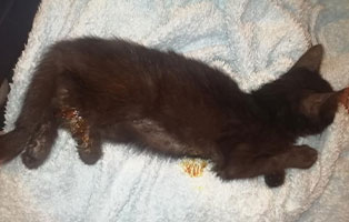 kater vadoc glueck verletzt