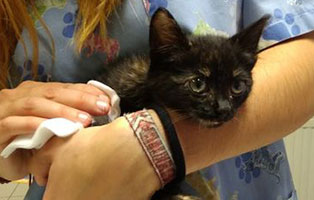 katzenbaby ivi ungarn hilfe