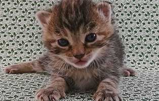 katzenbaby maennllich 03 thueringen