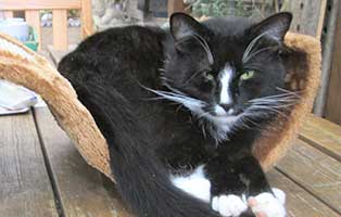 patentier kater marlon chillt