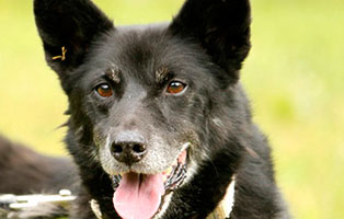 schaeferhundmix tess patentier oberdinger moos