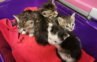 sechs kitten unterversorgt dorf