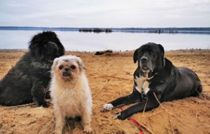 doggen mix pinsel kreuzbandriss rasselbande