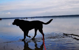 doggen mix pinsel kreuzbandriss see