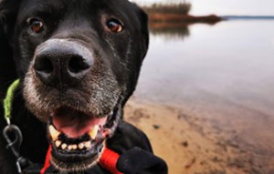 doggen mix pinsel kreuzbandriss strand