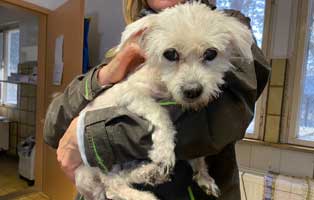 huendin rosalie verwahrlost geschoren