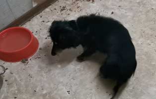 hund alt dement untersuchung