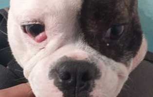 hund eleonora ungarn augenprobleme gesicht