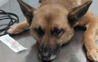 hund frranciska ungarn misshandelt portrait