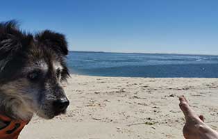hund hutch lebenszeichen strand