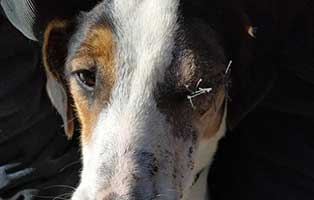 hund zorro ungarn augenproblem besserung