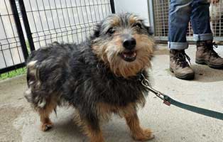 hund04 weiblich aelter