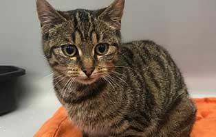 katze verletztes bein portrait