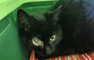 katze wildfang auge verletzt