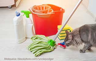 katzen ratgeber sicherheit