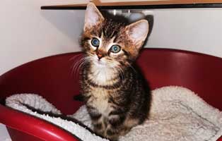 katzenbaby uk094 20 start ins leben