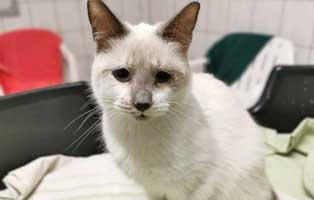 siamkatzenmix lisa gaumenspalte portrait