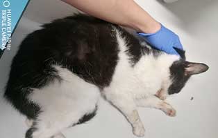 unfallkatze ungarn tisch