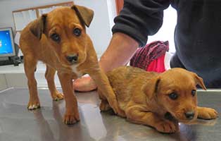 welpen ungarn irina ilaria