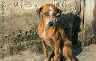 auslandstierschutz hund abgemagert