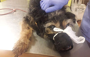 hund vandoleno bekescsaba maulkorb