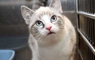 kater onyx beschlagnahmt krank