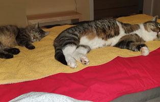 kater spooky zuhause gefunden