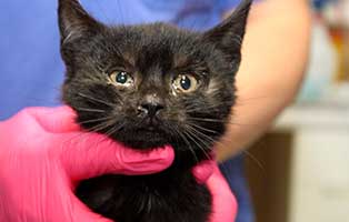 katzenbaby SK648 20 weiblich