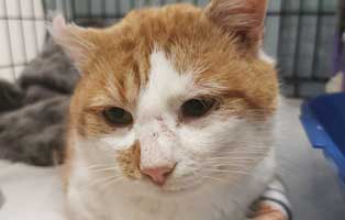 fundkater thueringen verletzt portrait